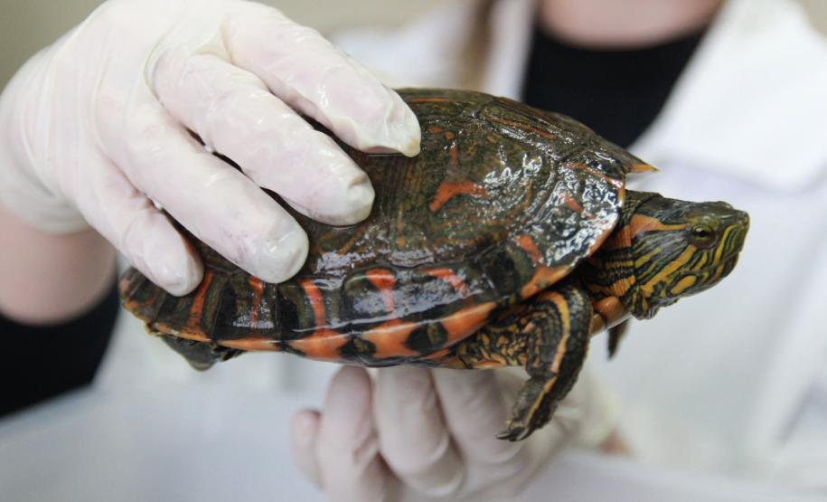 IAT e Unicentro renovam convênio para atendimento à fauna silvestre em Guarapuava