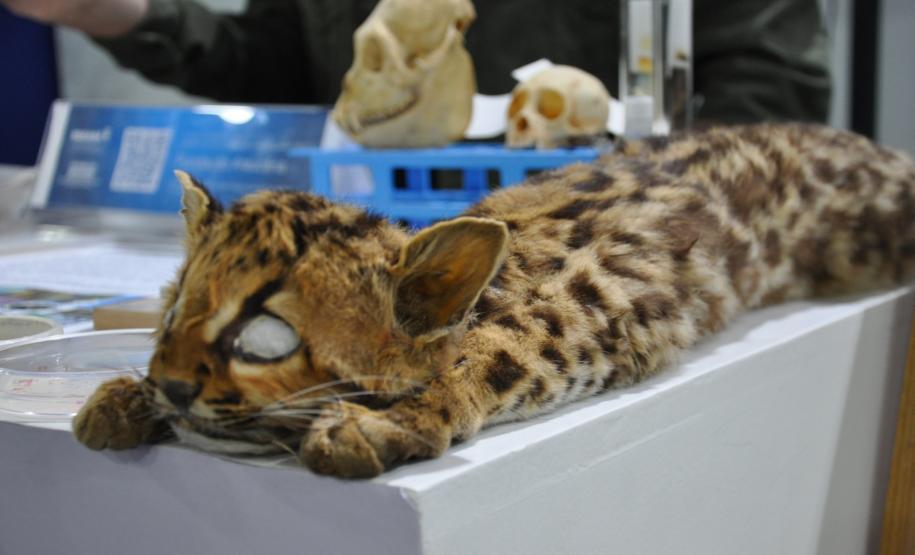 Estado apresenta suas ações de fomento científico e tecnológico focadas na pesquisa