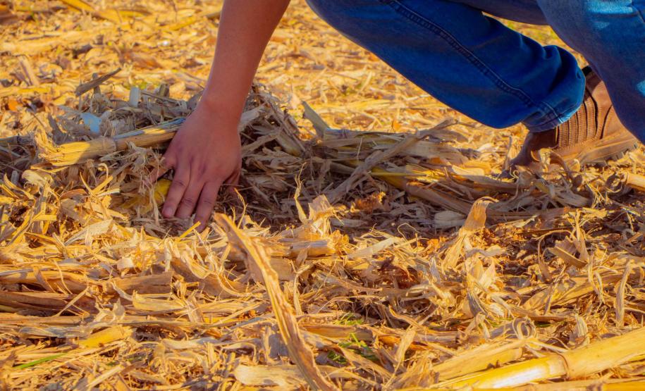 Fazenda Escola da UEPG reduz emissão de 400 toneladas de carbono por safra