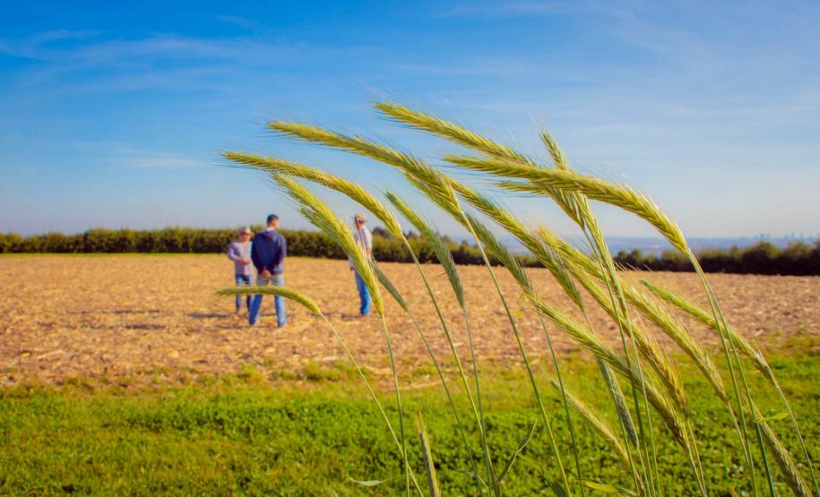Fazenda Escola da UEPG reduz emissão de 400 toneladas de carbono por safra