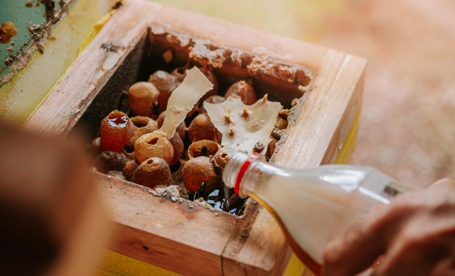 Com apoio do Estado, projeto que estimula produção de mel em Morretes completa um ano