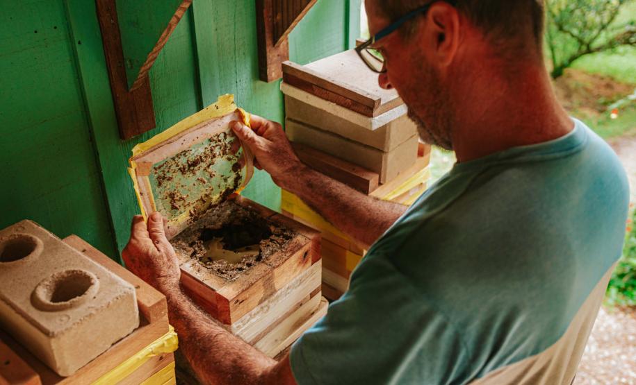 Com apoio do Estado, projeto que estimula produção de mel em Morretes completa um ano