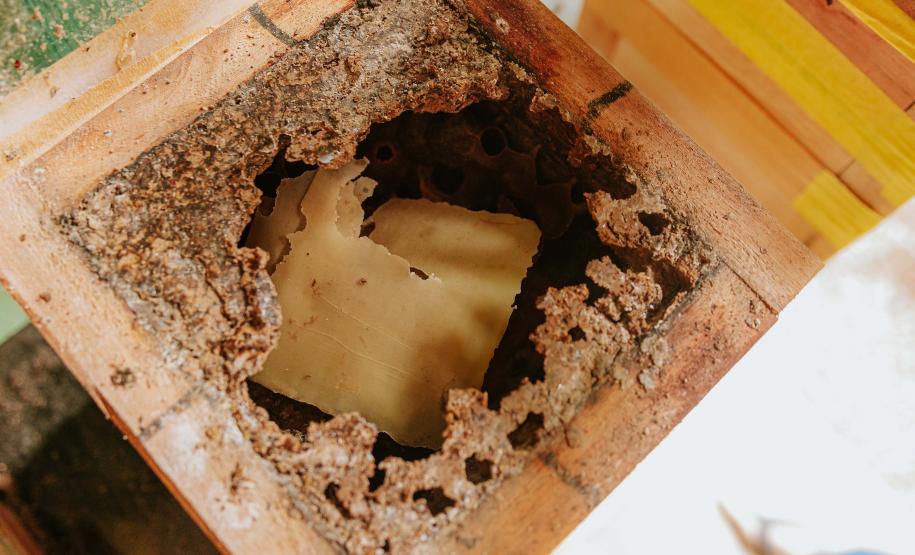 Com apoio do Estado, projeto que estimula produção de mel em Morretes completa um ano