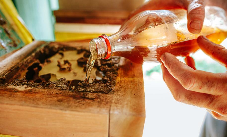 Com apoio do Estado, projeto que estimula produção de mel em Morretes completa um ano