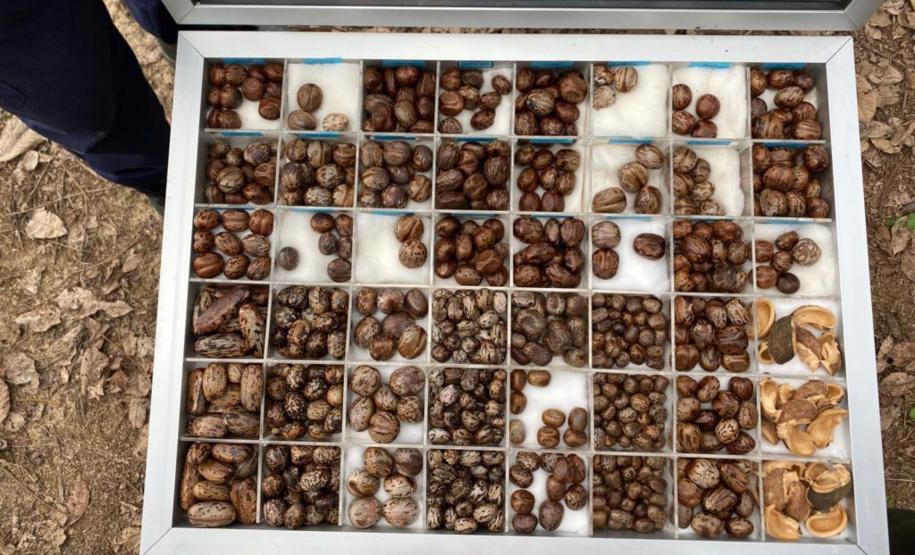 Unicentro desenvolve pesquisa sobre biodiesel de óleo da semente de seringueira