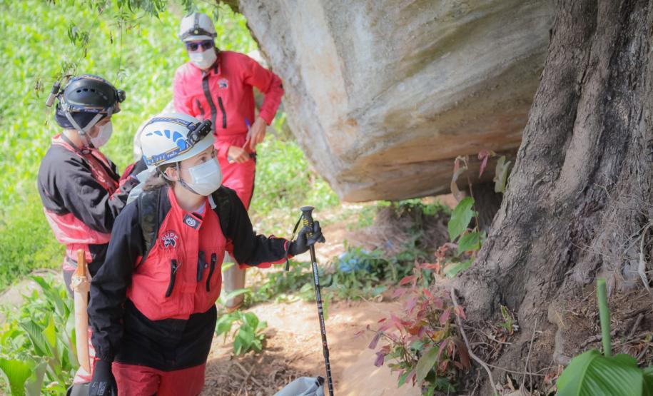 UEPG apresenta livro das descobertas inéditas sobre araucárias no Sul em setembro