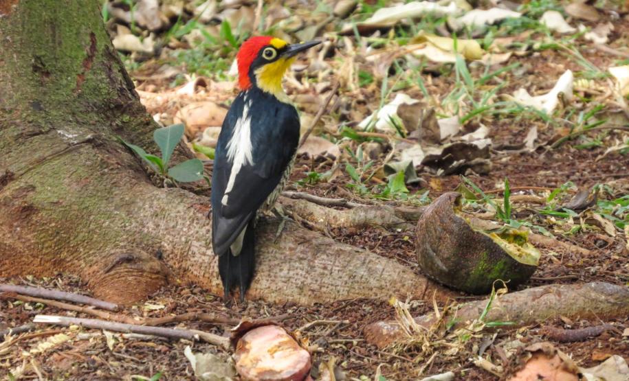 Benedito-de-testa-amarela (Melanerpes flavifrons) flagrado na UEL (Fotos: Marcelo Jardim)