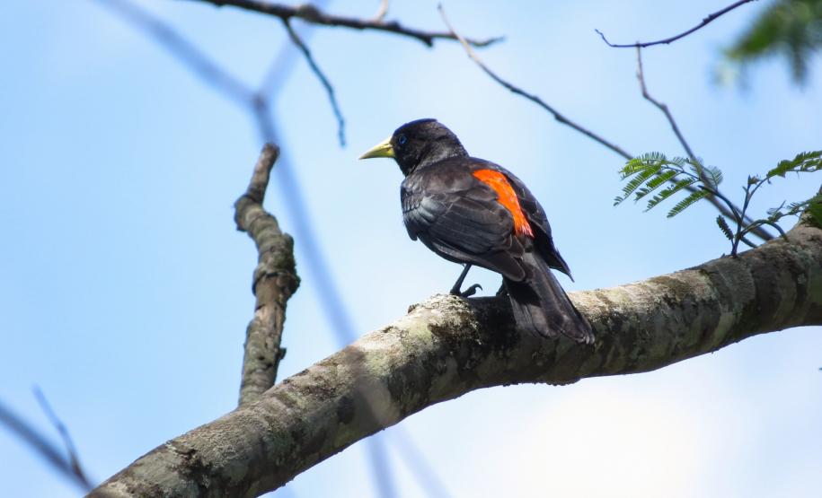 Sabiá-Laranjeira (Turdus rufiventris)