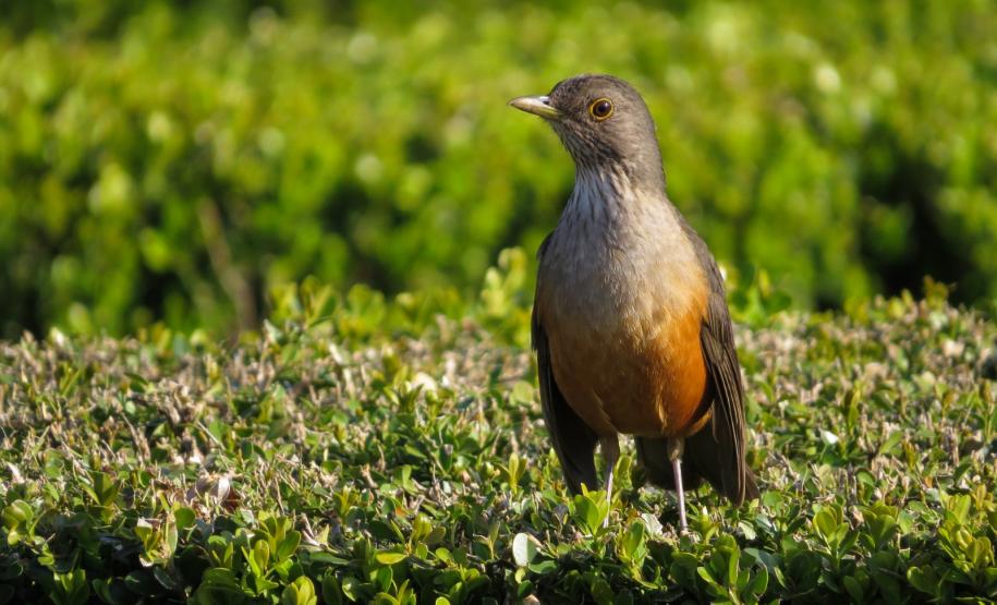 Sabiá-Laranjeira (Turdus rufiventris)