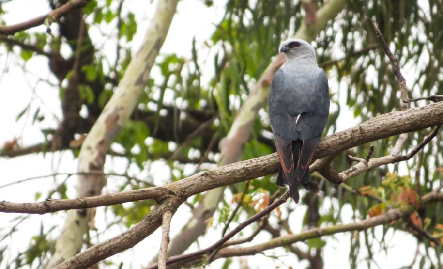 Sovi (Ictinia plumbea)