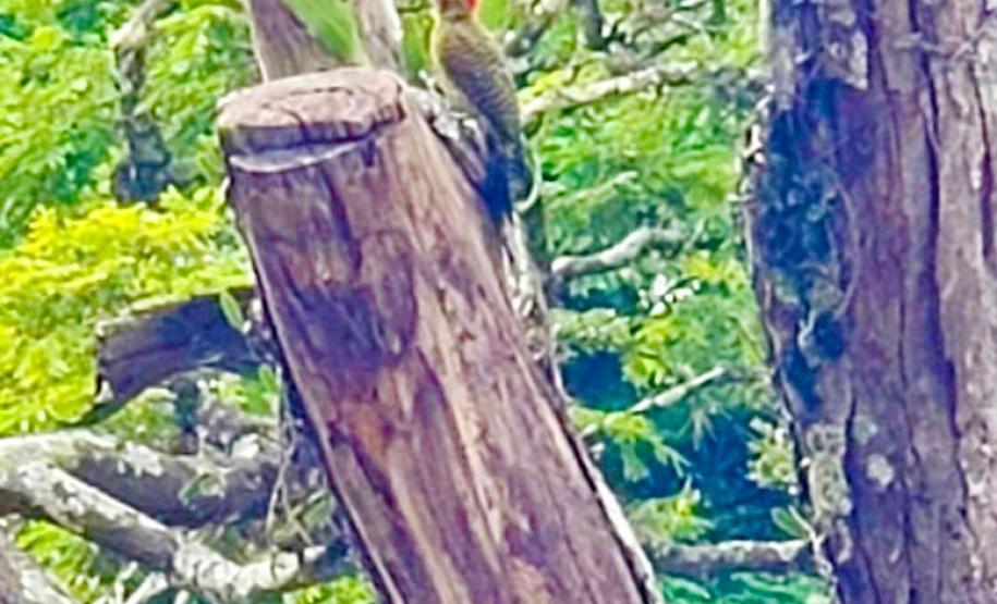 Estudo analisa mudanças na composição da avifauna do campus da UEL