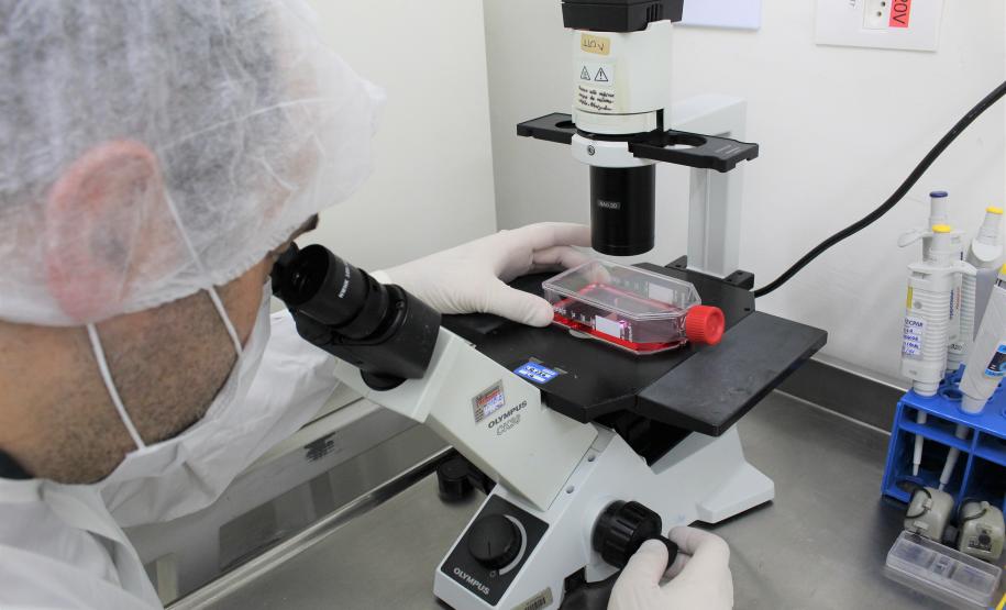 China passa a aceitar laudo do Tecpar para que pets possam entrar no país