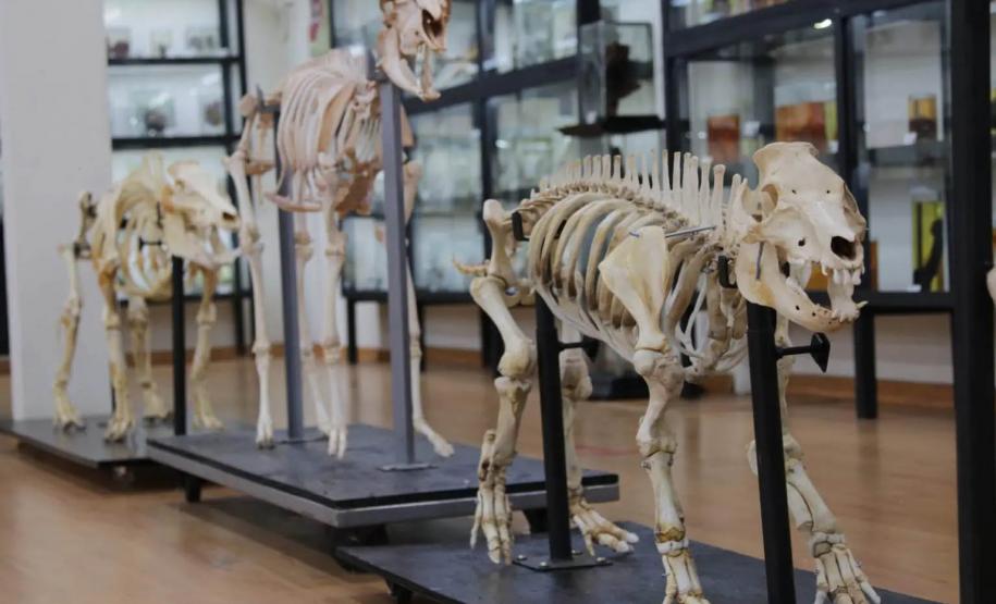 Após modernização e inclusão de QRCodes, UEL reabre Museu de Anatomia para visitação