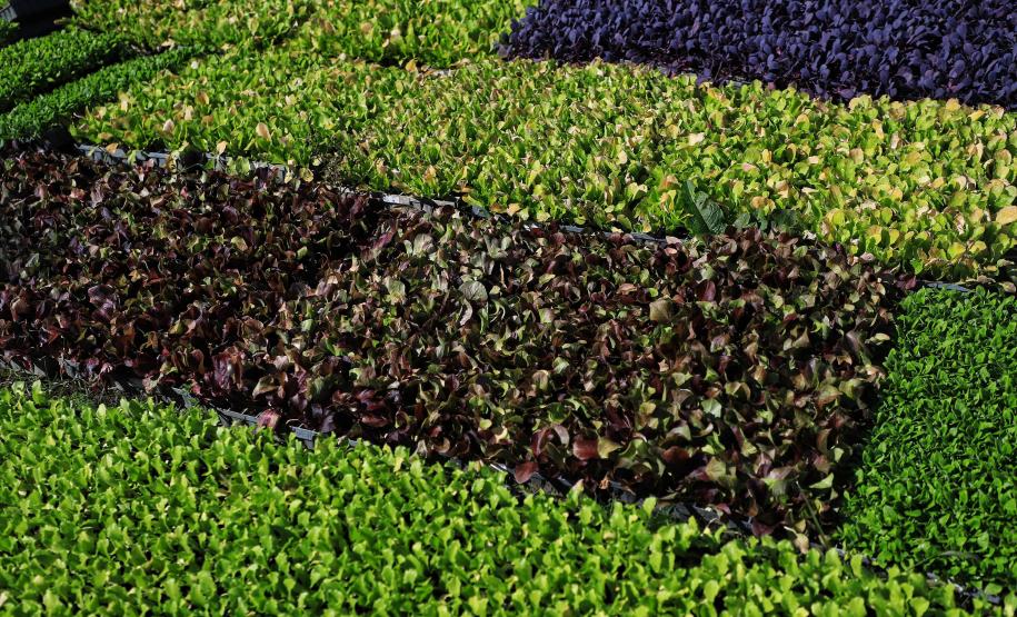 Paraná comemora Dia da Agroecologia como líder nacional em alimentos orgânicos