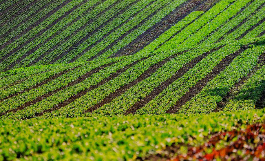 Paraná comemora Dia da Agroecologia como líder nacional em alimentos orgânicos