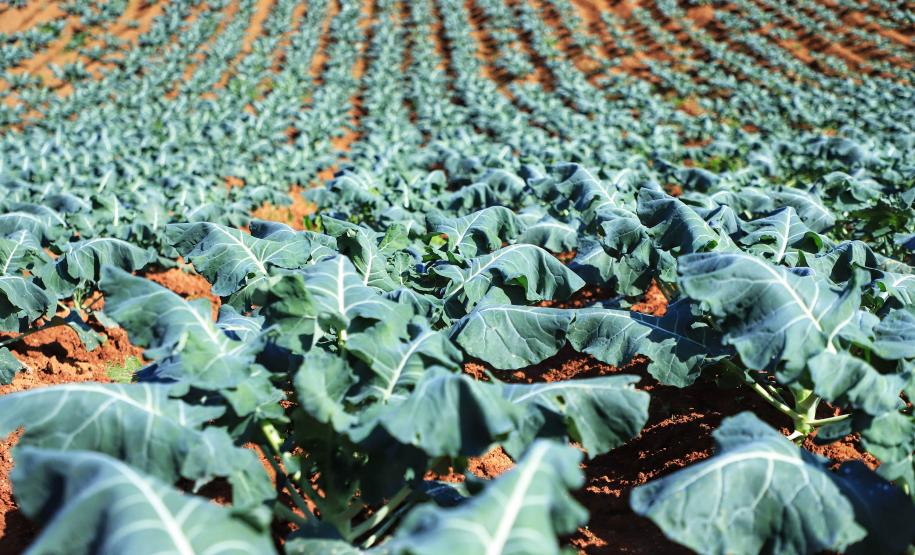 Paraná comemora Dia da Agroecologia como líder nacional em alimentos orgânicos