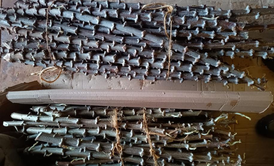 Novas cultivares: UEM distribuiu 200 mil mudas de mandioca de mesa em 2023