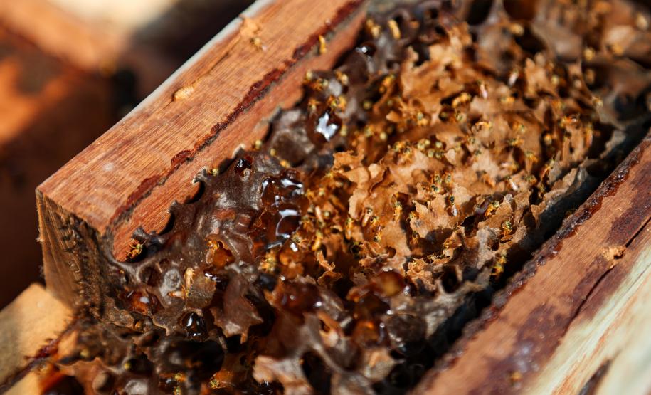 Sabor único, alta produtividade e indicação geográfica diferenciam o mel do Oeste