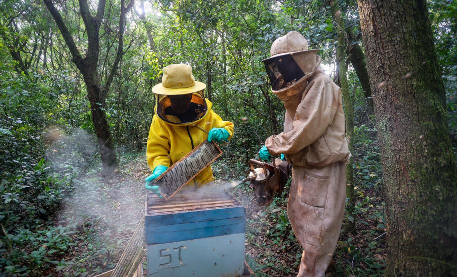 Sabor único, alta produtividade e indicação geográfica diferenciam o mel do Oeste