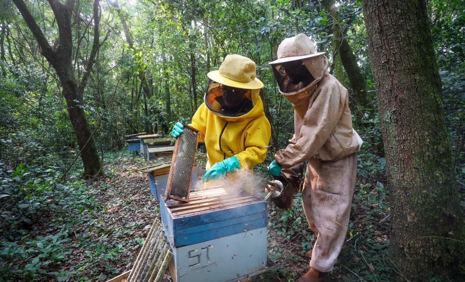 Sabor único, alta produtividade e indicação geográfica diferenciam o mel do Oeste