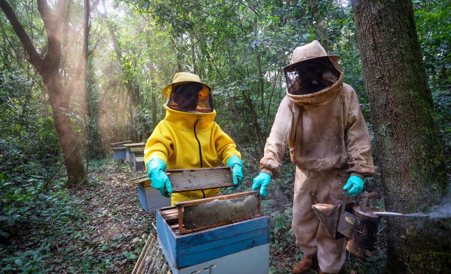 Sabor único, alta produtividade e indicação geográfica diferenciam o mel do Oeste