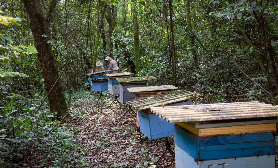 Sabor único, alta produtividade e indicação geográfica diferenciam o mel do Oeste