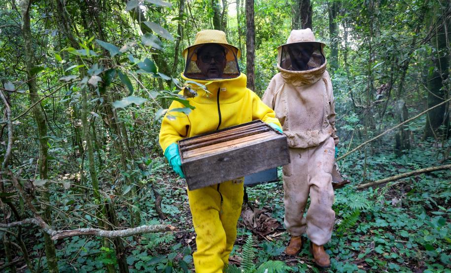 Sabor único, alta produtividade e indicação geográfica diferenciam o mel do Oeste