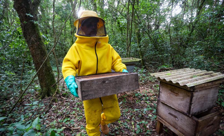 Sabor único, alta produtividade e indicação geográfica diferenciam o mel do Oeste