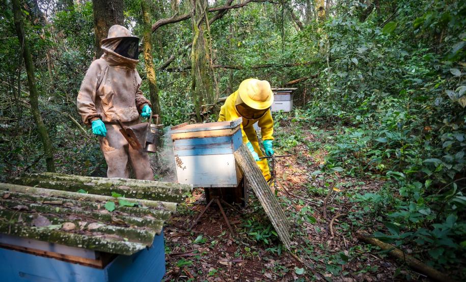 Sabor único, alta produtividade e indicação geográfica diferenciam o mel do Oeste
