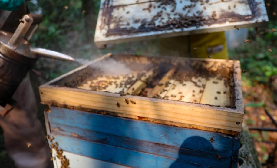 Sabor único, alta produtividade e indicação geográfica diferenciam o mel do Oeste