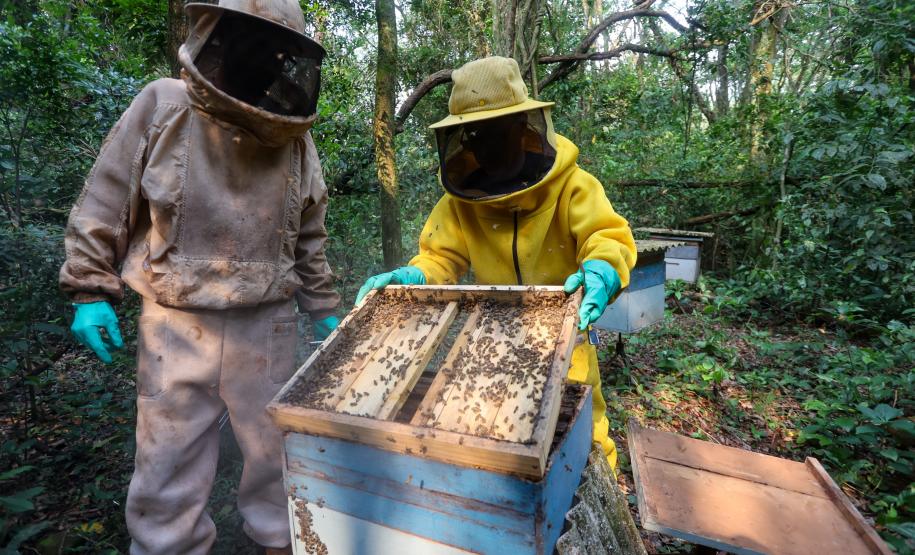 Sabor único, alta produtividade e indicação geográfica diferenciam o mel do Oeste