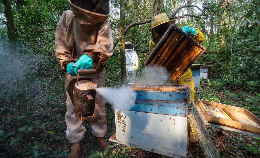 Sabor único, alta produtividade e indicação geográfica diferenciam o mel do Oeste
