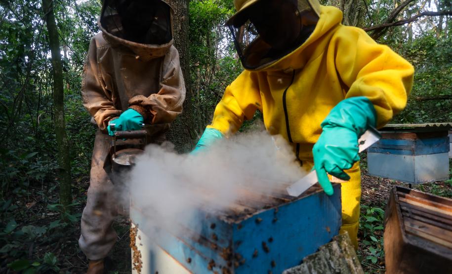 Sabor único, alta produtividade e indicação geográfica diferenciam o mel do Oeste
