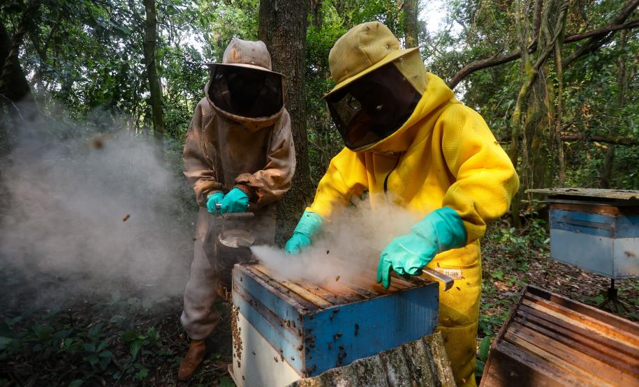 Sabor único, alta produtividade e indicação geográfica diferenciam o mel do Oeste