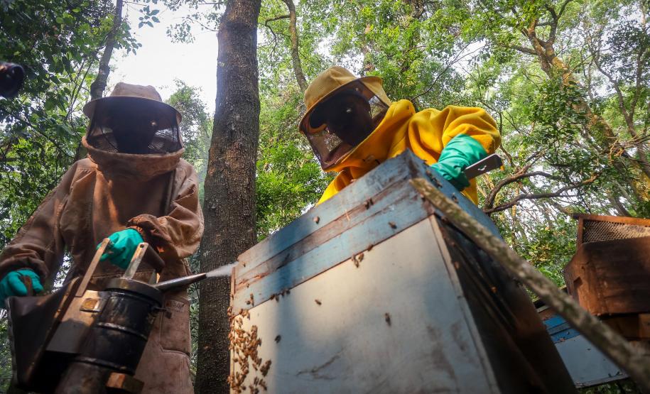 Sabor único, alta produtividade e indicação geográfica diferenciam o mel do Oeste