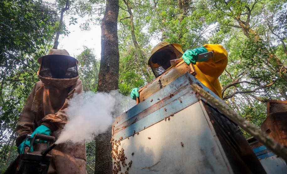Sabor único, alta produtividade e indicação geográfica diferenciam o mel do Oeste
