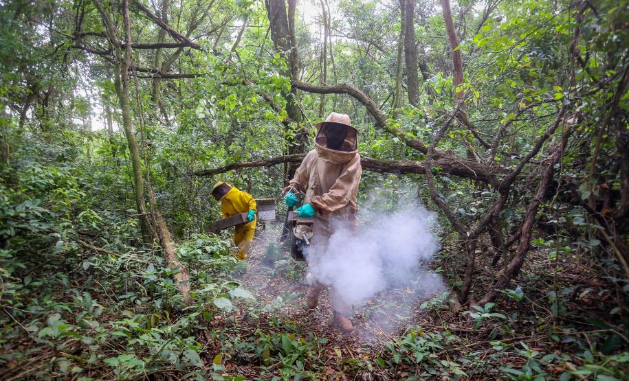 Sabor único, alta produtividade e indicação geográfica diferenciam o mel do Oeste