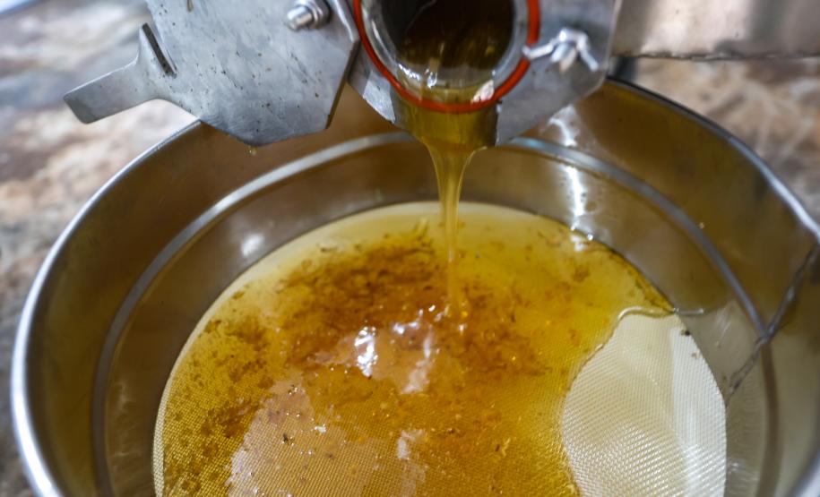 Sabor único, alta produtividade e indicação geográfica diferenciam o mel do Oeste