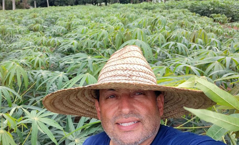 Novas cultivares: UEM distribuiu 200 mil mudas de mandioca de mesa em 2023