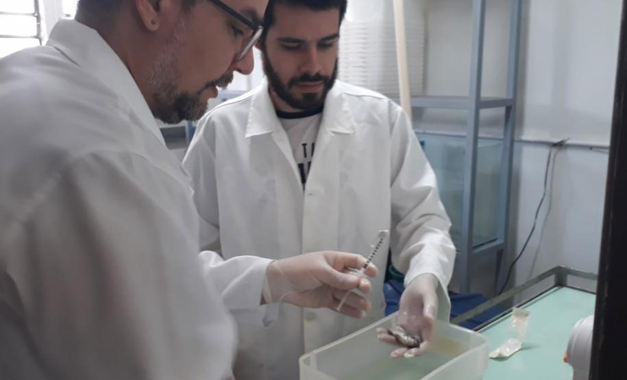 Saúde de peixes: UEL fará pesquisas para auxiliar piscicultores com tilápias