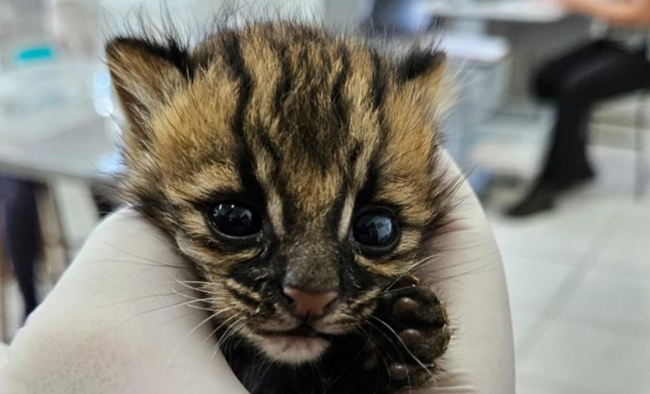 Projeto da Unicentro promove educação ambiental em Guarapuava
