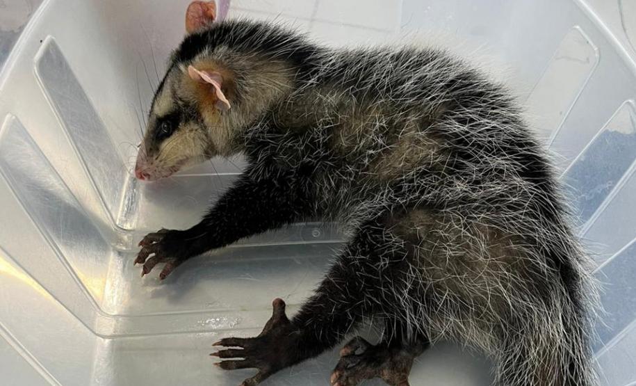 Técnicos do IAT resgatam gambá ferido em Pitanga, na região Central do Estado