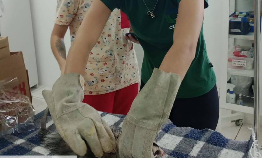 Técnicos do IAT resgatam gambá ferido em Pitanga, na região Central do Estado