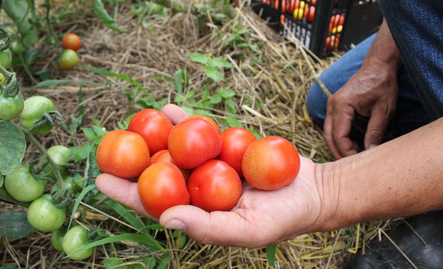 Tecpar orienta população a identificar produtos orgânicos não certificados