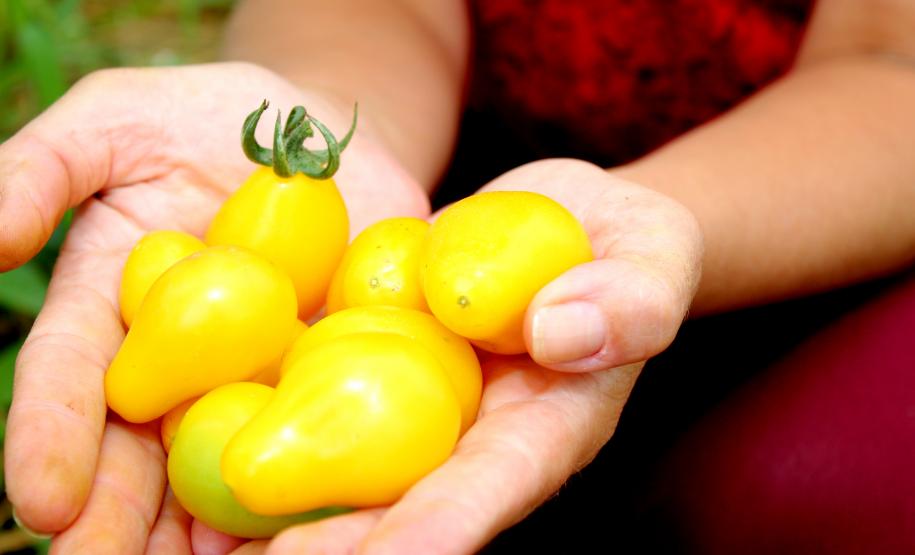 Tecpar orienta população a identificar produtos orgânicos não certificados