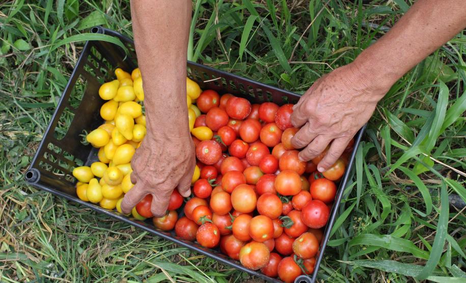 Tecpar orienta população a identificar produtos orgânicos não certificados
