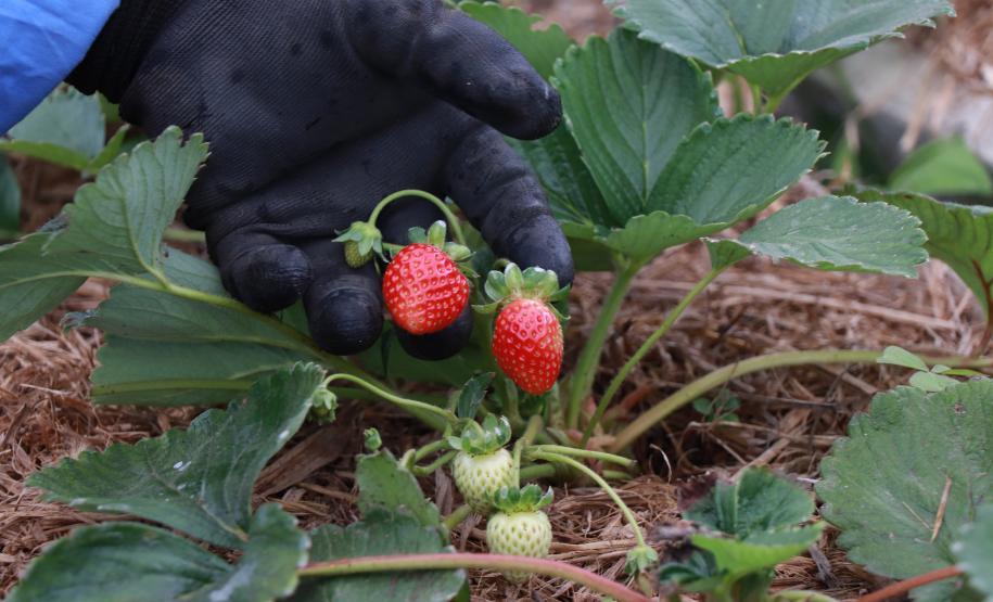 Tecpar orienta população a identificar produtos orgânicos não certificados