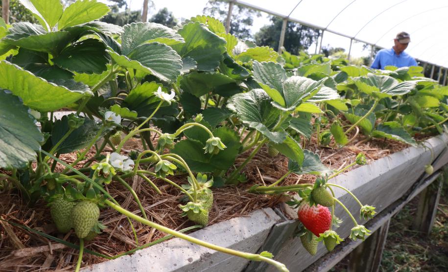 Tecpar orienta população a identificar produtos orgânicos não certificados