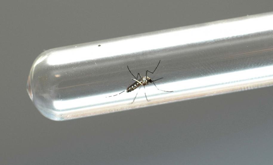 Universidades estaduais têm papel importante no combate à dengue no Paraná
