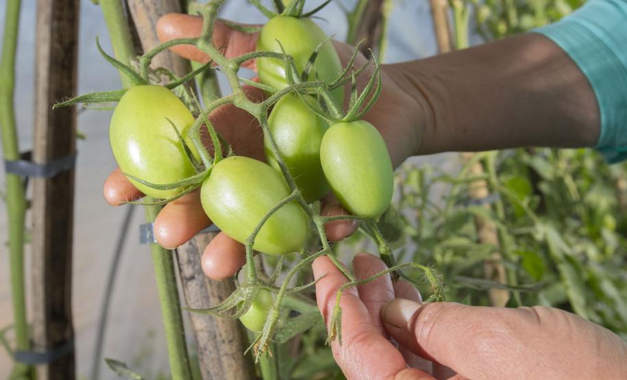 Tecpar orienta população a identificar produtos orgânicos não certificados